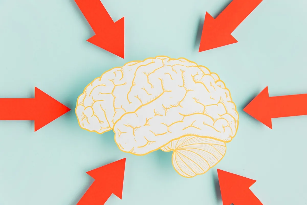 Représentation pédagogique des zones cérébrales impliquées dans le stress et la mémoire émotionnelle